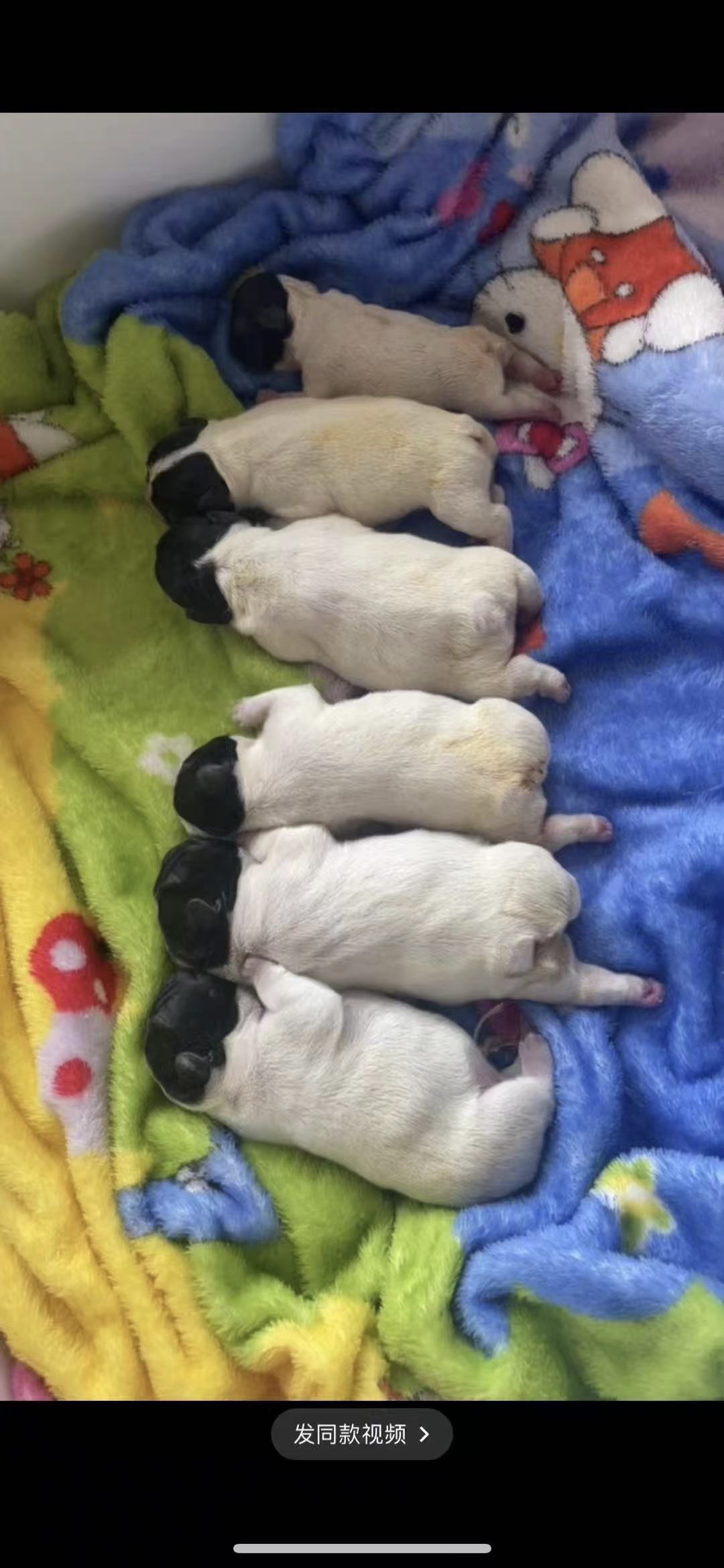 薇薇姐法斗黑白花法国斗牛犬幼犬实拍