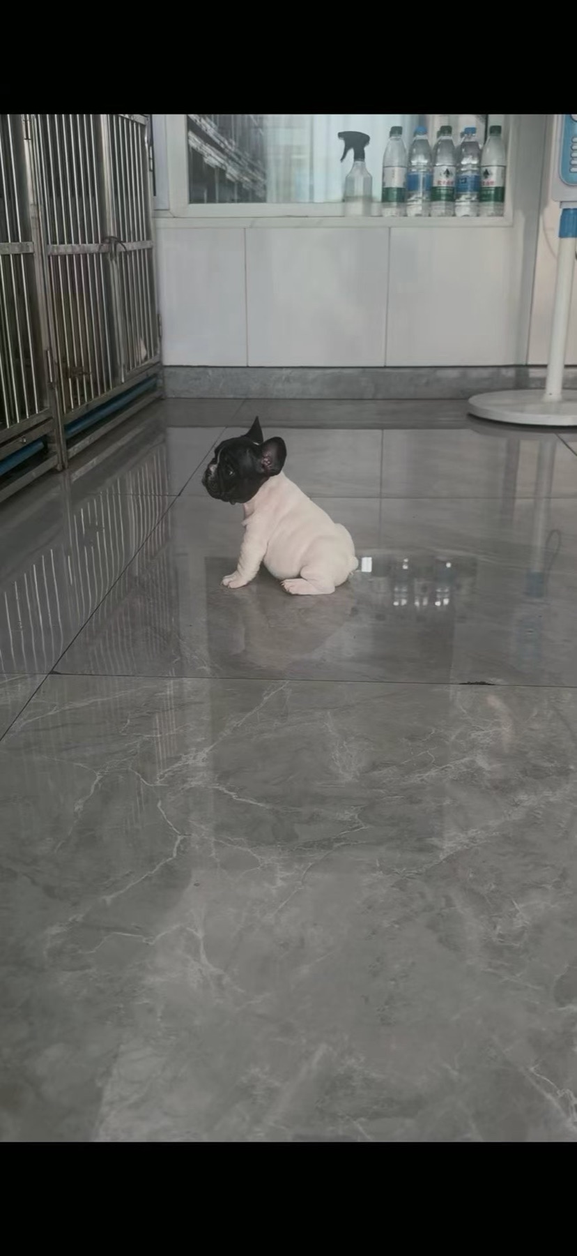薇薇姐宠物犬繁殖场幼犬生活区实拍